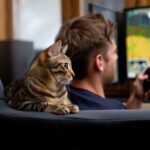 Este gato se ha vuelto toda una estrella de Twitch viendo a su dueño jugar cada noche y ya supera los 800 mil suscriptores